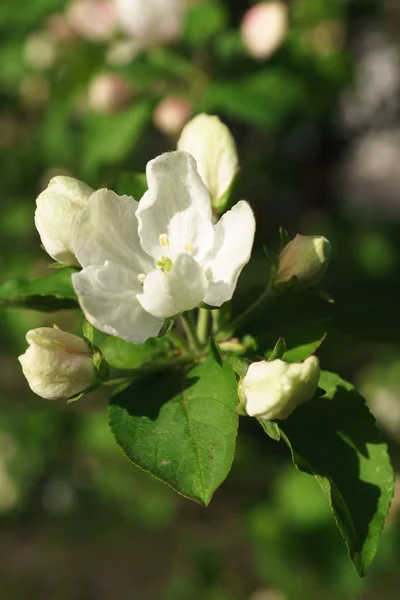 Flores de manzano floreciendo en el jardín soleado — Foto de Stock