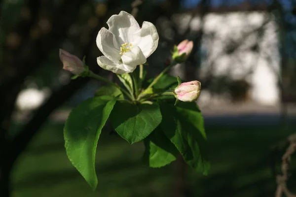 Flores de manzano floreciendo en el jardín soleado — Foto de Stock