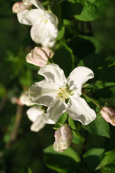 Flores de manzano floreciendo en el jardín soleado — Foto de Stock