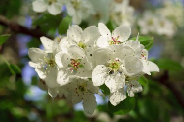 Güneşli bir bahar sabahında armut çiçekleri
