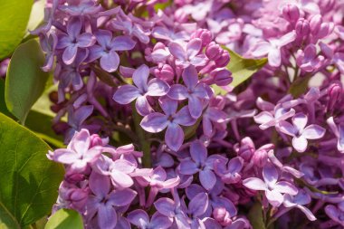 Çok güzel bir açık mor leylak demeti çiçek açmış. Bir bahar çiçeğinin narin güzelliğini ve zengin rengini, yumuşak, doğal bir arka planda yakalayan detaylı bir yakın çekim.