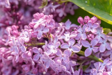 Çok güzel bir açık mor leylak demeti çiçek açmış. Bir bahar çiçeğinin narin güzelliğini ve zengin rengini, yumuşak, doğal bir arka planda yakalayan detaylı bir yakın çekim.