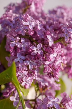 Çok güzel bir açık mor leylak demeti çiçek açmış. Bir bahar çiçeğinin narin güzelliğini ve zengin rengini, yumuşak, doğal bir arka planda yakalayan detaylı bir yakın çekim.