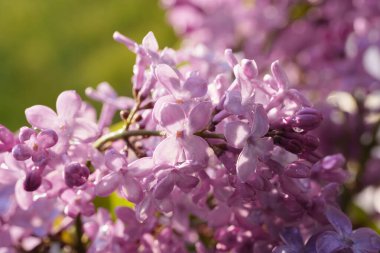 Çok güzel bir açık mor leylak demeti çiçek açmış. Bir bahar çiçeğinin narin güzelliğini ve zengin rengini, yumuşak, doğal bir arka planda yakalayan detaylı bir yakın çekim.