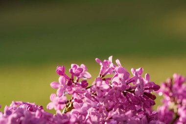 Çok güzel bir açık mor leylak demeti çiçek açmış. Bir bahar çiçeğinin narin güzelliğini ve zengin rengini, yumuşak, doğal bir arka planda yakalayan detaylı bir yakın çekim.
