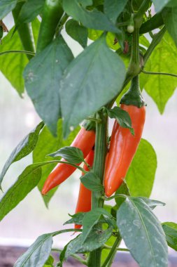 Canlı bir portakal kırmızısı biber bahçedeki bir bitkinin üzerinde olgunlaşıyor. Taze bir yaz hasadının yakın çekimi, sebzenin doğal renklerini ve parlak dokusunu yakalıyor.