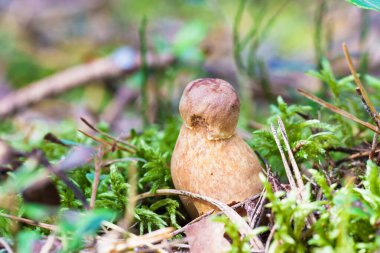 Tek bir açık renkli mantar ormandaki yosunlu bir ağacın dibinde yetişir. Çam iğneleri ve yoncalarla çevrili huzurlu, doğal bir detay sessiz bir orman sahnesini yakalıyor.