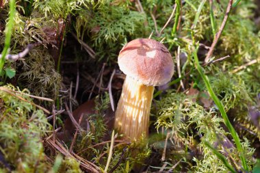 Tek bir açık renkli mantar ormandaki yosunlu bir ağacın dibinde yetişir. Çam iğneleri ve yoncalarla çevrili huzurlu, doğal bir detay sessiz bir orman sahnesini yakalıyor.