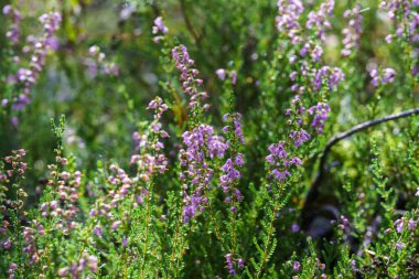 Bir orman ortamında mor ve pembe fundalıkların açtığı bir tarla. Sakin ve sakin bir sahne, yazın sonlarında vahşi doğanın doğal güzelliğini ve sükunetini yakalıyor.