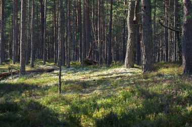 Çam ormanındaki ağaçların arasından süzülen güneş ışığı çalılıkları aydınlatıyor ve büyülü, huzurlu bir atmosfer yaratıyor. Sakin bir orman manzarası.