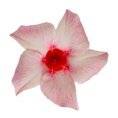 Canlı beyaz ve kırmızı bir Mandevilla çiçeği, beyaz bir arka planda izole edilmiş görkemli bir çiçek. Temiz ve huzurlu bir ortamda taze renkleri ve çiçeğin karmaşık dokularını gösteren detaylı bir yakın çekim.