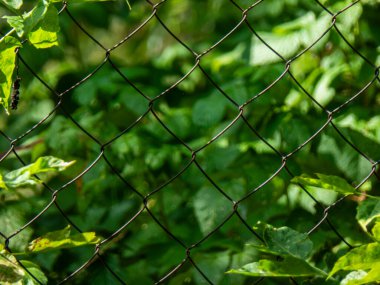 Bulanık yeşil arkaplana karşı tel çitin yakın plan görüntüsü.