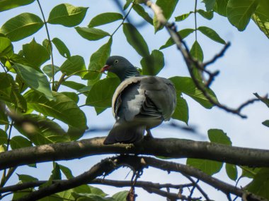 Mavi gökyüzüne karşı bir dalda oturan güvercinin yakın çekimi.