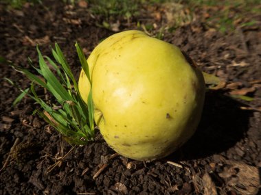 Bahçede yerde tek bir sarı elma.