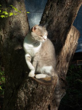 Sakin ve dingin bir kedi ağaç kütüğünde dinleniyor, başka tarafa bakıyor..