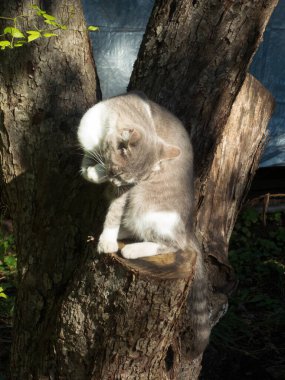 Ağaç kütüğünde patisini tımar eden sevimli ve sakin bir kedi..