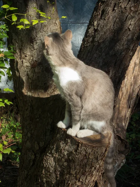 Ağaç kütüğünde oturan sakin bir kedi, kameradan başka yere bakıyor..