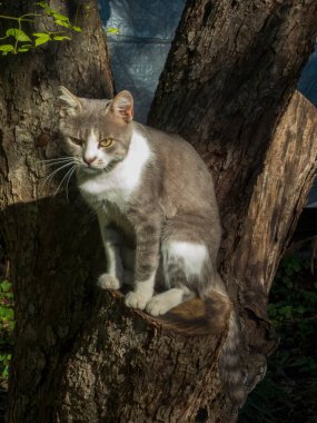 Tedbirli bir kedi ağaç kütüğünde dikilip kameranın önüne bakar..