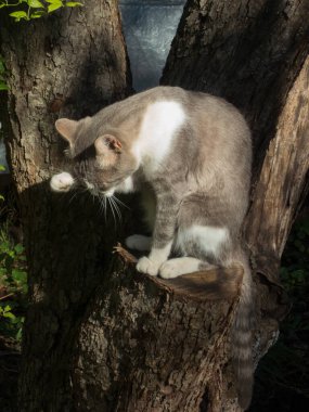 Ağaç kütüğünde oturup patisini temizleyen sevimli bir tekir kedi..