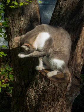 Sakin bir kedi patisini yalıyor, güneşli bir açık havada tımar ediyor.