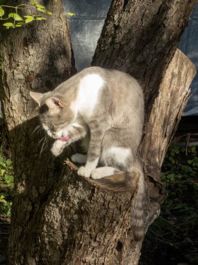 Sakin bir kedi patisini yalıyor, güneşli bir açık havada tımar ediyor..