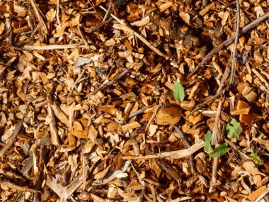 Yeşil yonca yapraklı ahşap parçalarının yakın çekim dokusu.