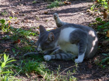 Huzurlu ve rahat bir kedi gölgede kürkünü temizliyor..