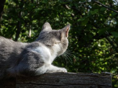 Huzurlu bir kedi tahta kirişin üzerinde oturuyor, sessizliğin tadını çıkarıyor..