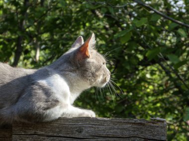 Tahta bir kiriş üzerinde odaklanmış bir kedi, dikkatle uzaklığa bakıyor..