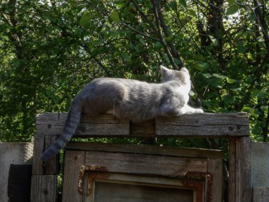 Huzurlu bir kedi, eski ahşap bir çitte güneşli bir şekerlemenin tadını çıkarıyor..
