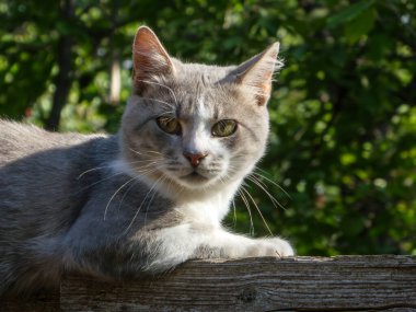 Odaklanmış gözleri olan bir kedi doğrudan kameraya bakar..
