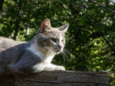 Tahta bir kiriş üzerinde odaklanmış bir kedi, dikkatle uzaklığa bakıyor..