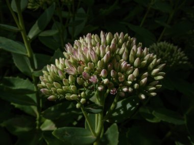 Çiçek açmaya hazırlanan güzel bir sedum bitkisinin yakın çekimi..