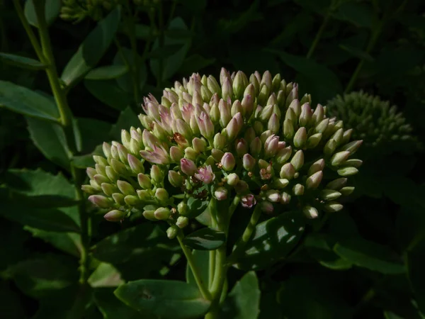 Çiçek açmaya hazırlanan güzel bir sedum bitkisinin yakın çekimi..