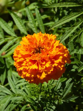 Çiçekli kadife çiçeğinin canlı yakın çekimi, yaz enerjisi yayıyor.