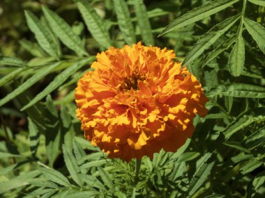 Çiçekli kadife çiçeğinin canlı yakın çekimi, yaz enerjisi yayıyor..