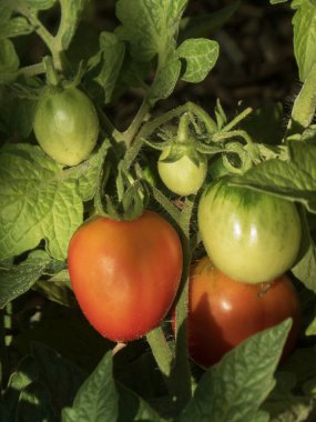 Bahçedeki sarmaşıkta yetişen taze kırmızı ve yeşil domatesler..