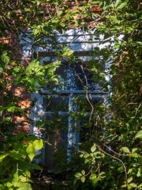 Eski, yıpranmış yeşil sarmaşıklarla çevrili terk edilmiş bir evin penceresi..