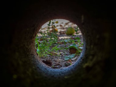 Çerçevelenmiş küçük yeşil meyve ve toprak.