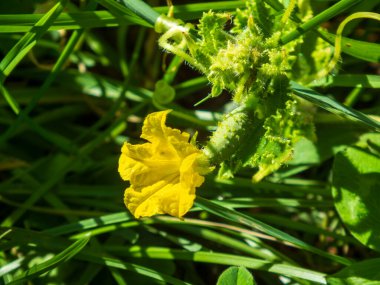 Çiçek açan bir salatalık bitkisinin küçük bir meyve ile yakın çekimi..