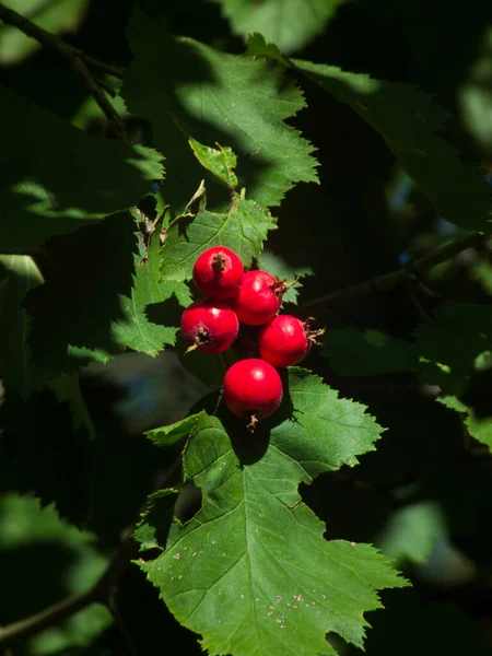 Yapraklı bir dalda canlı kırmızı dutların yakın çekimi.