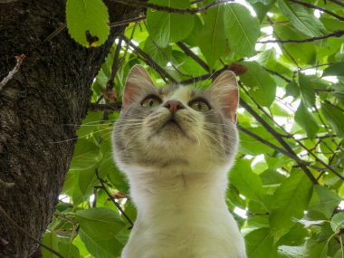 Yeşil yaprakların arasına bakan evcil bir kedinin yakın çekimi.