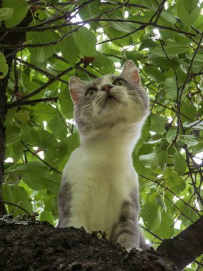 Evcil bir kedi ağaçta otururken yukarı bakıyor..