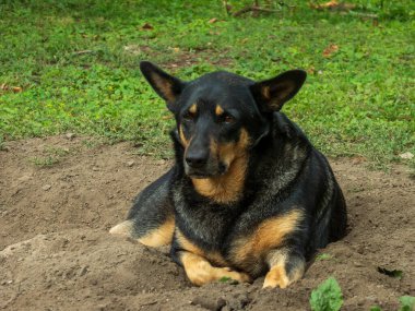 Yerde küçük bir delikte rahatlamış bir köpek yatıyor..
