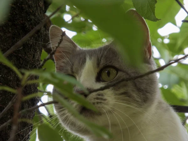 Bir gözüyle göz kırpan evcil bir kedinin yakın çekimi..