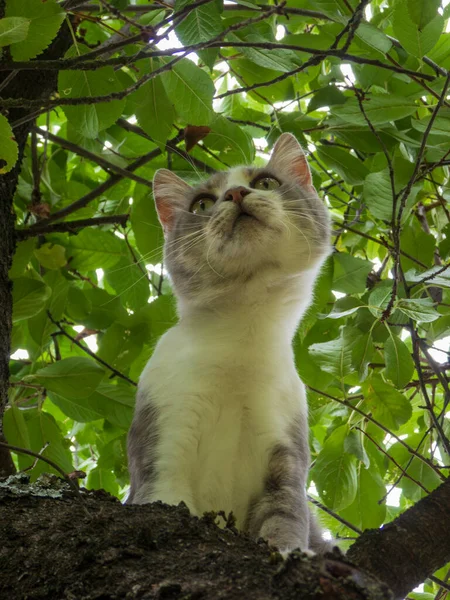 Evcil bir kedi ağaçta otururken yukarı bakıyor..