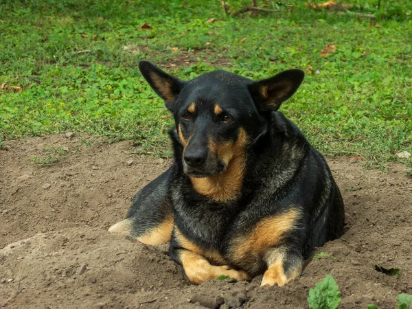 Yerde küçük bir delikte rahatlamış bir köpek yatıyor..