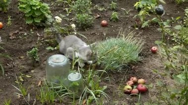 Huzurlu bir kedi bahçede otururken pençelerini tımar eder..