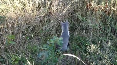 Odaklanmış gri ve beyaz bir kedi bir tarlada tetikte bekliyor..