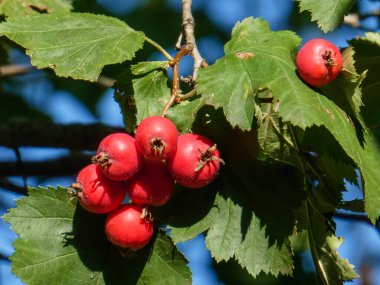 Olgun böğürtlen ve ağaçtaki yeşil yapraklara yakın çekim.